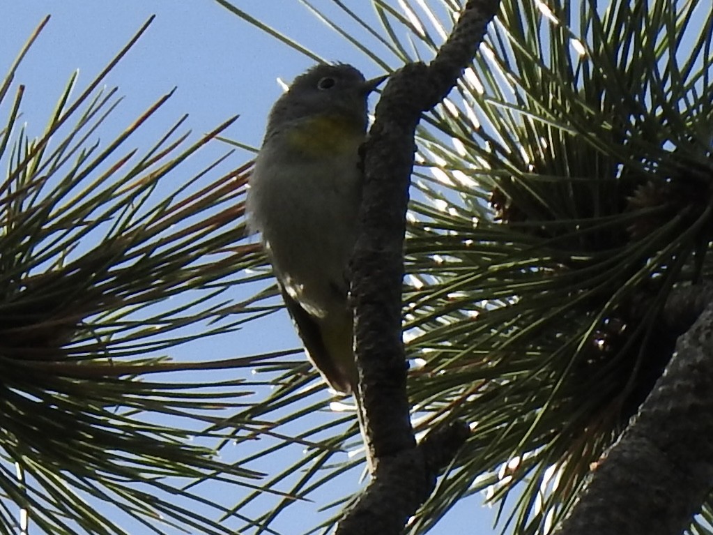 Virginia's Warbler - ML620761728