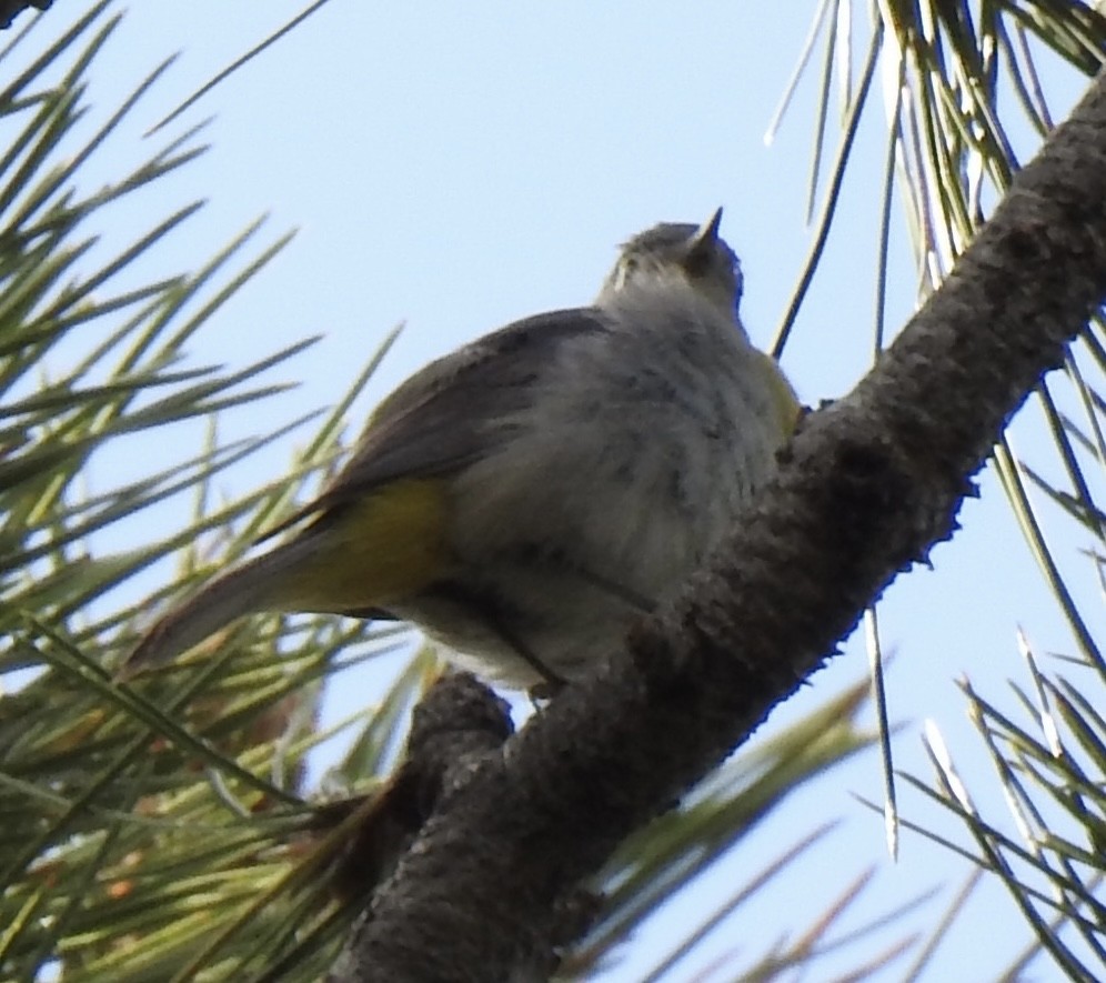 Virginia's Warbler - ML620761729