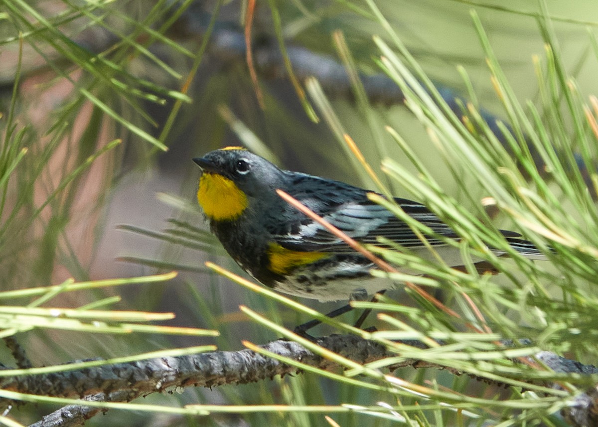 Yellow-rumped Warbler - ML620761732