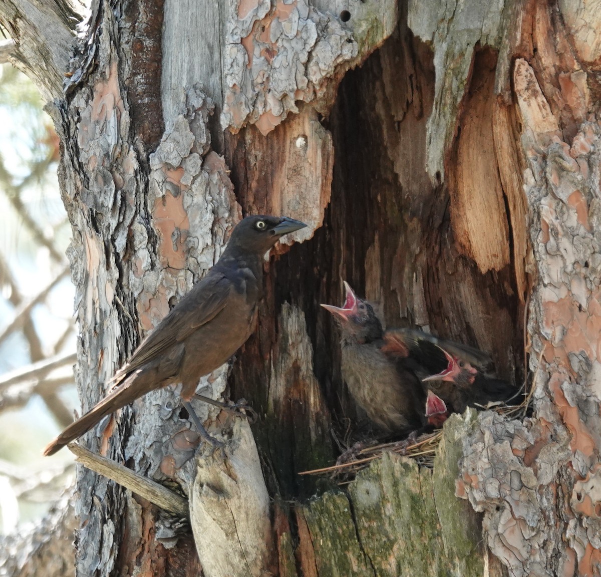 Common Grackle - ML620761733