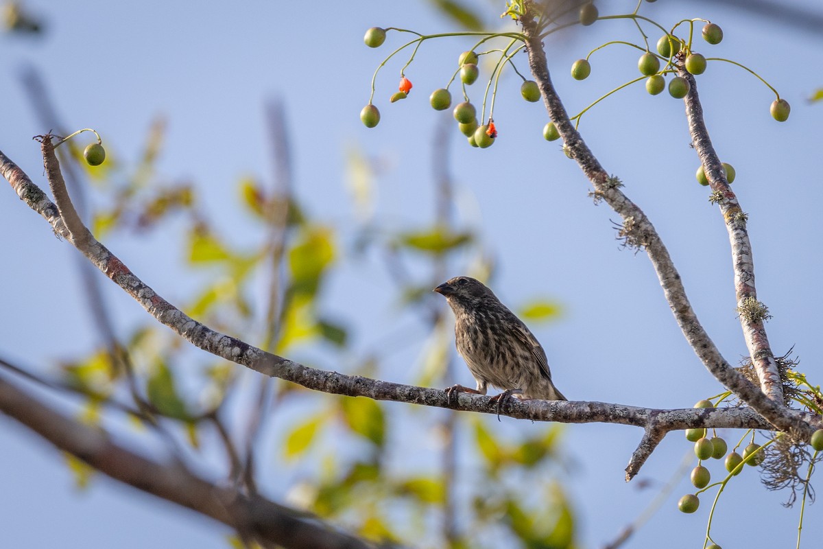 Small Ground-Finch - ML620761734