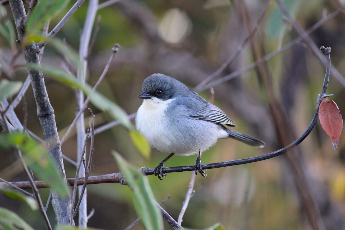 Cinereous Warbling Finch - ML620761744