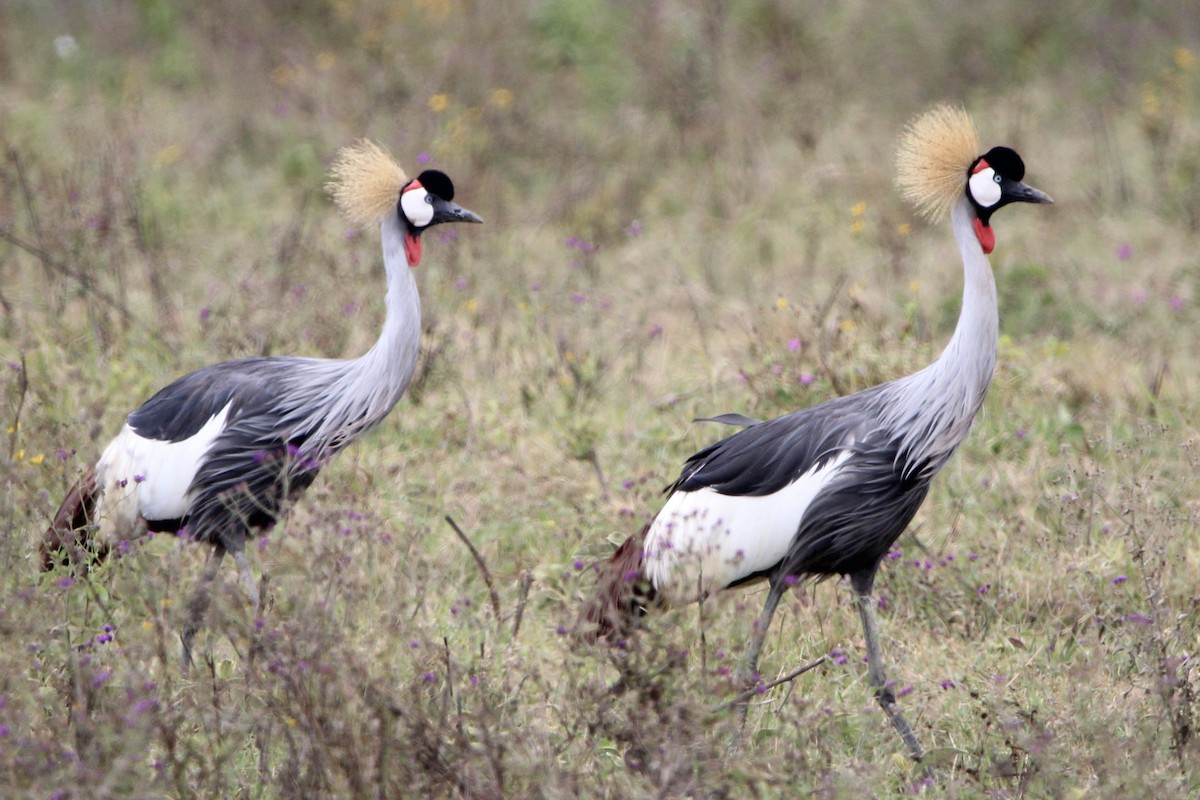 Gray Crowned-Crane - ML620761756