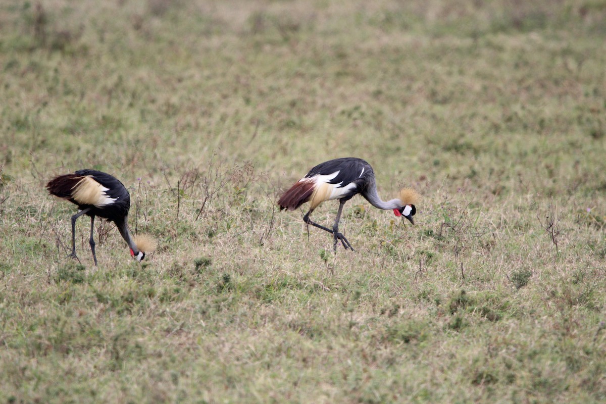 Gray Crowned-Crane - Anna Siegel