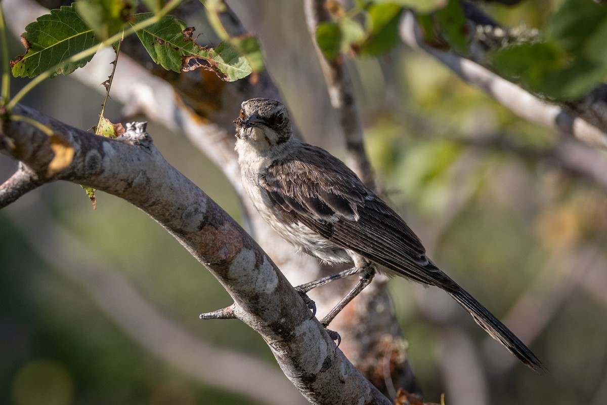 San Cristobal Mockingbird - ML620761765