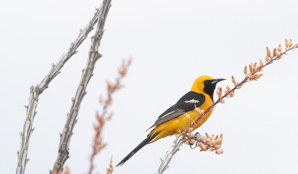 Oriole masqué - ML620761775