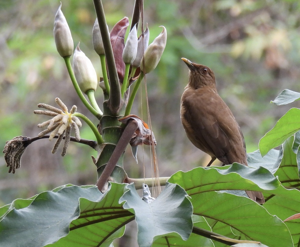 Clay-colored Thrush - ML620761783