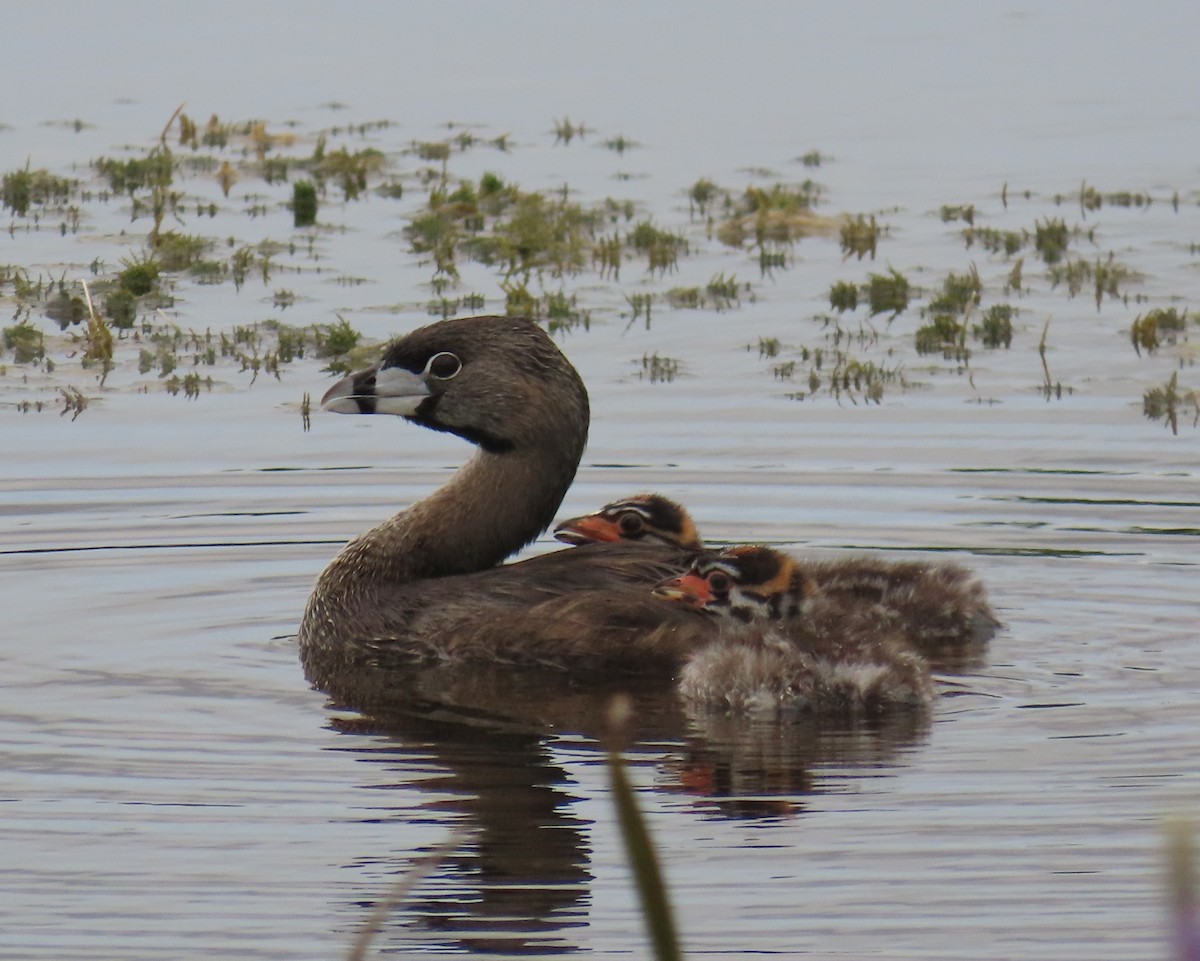 Pied-billed Grebe - ML620761800