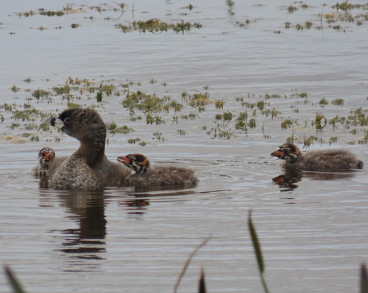 Pied-billed Grebe - ML620761803