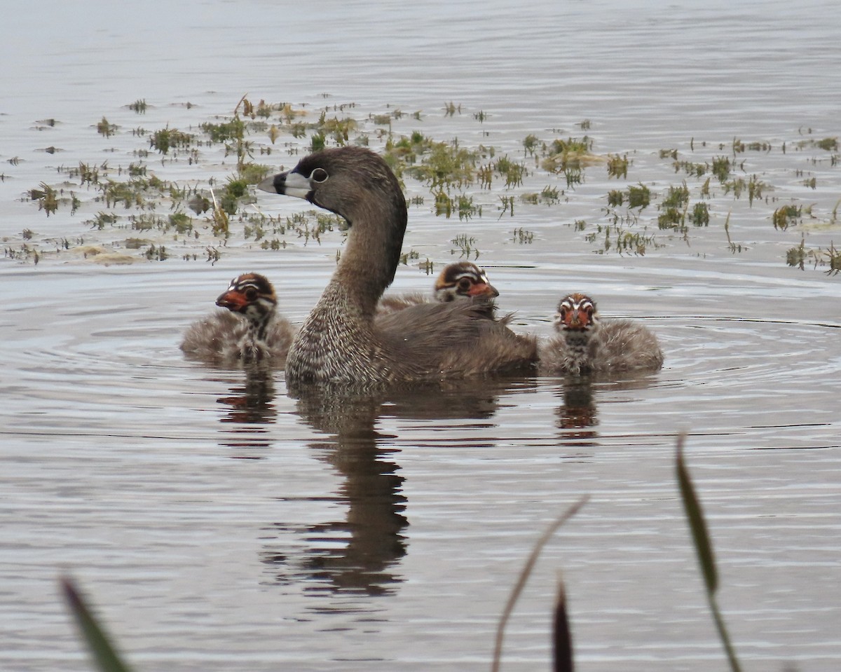 Pied-billed Grebe - ML620761805