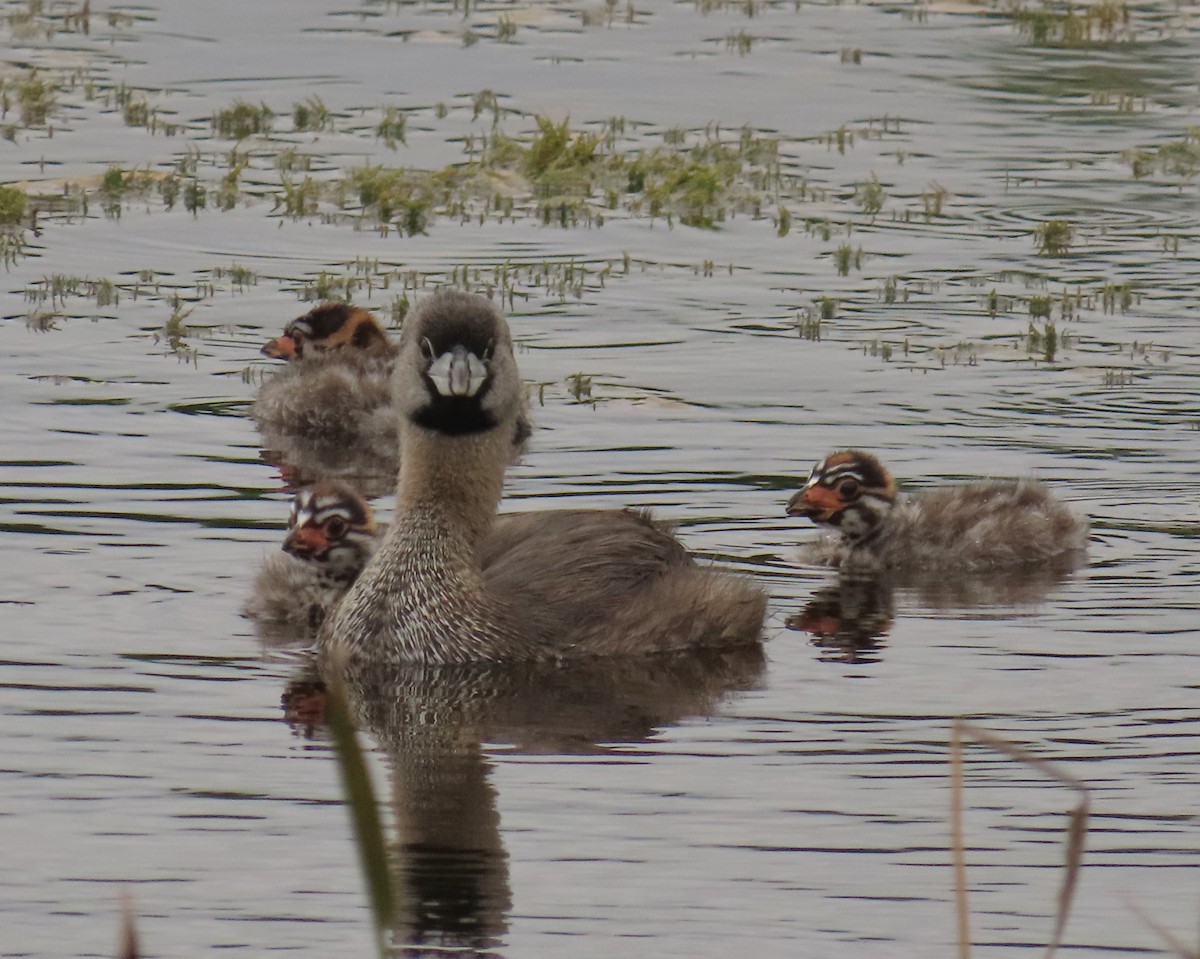 Pied-billed Grebe - ML620761807