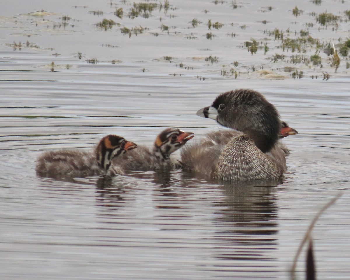 Pied-billed Grebe - ML620761808