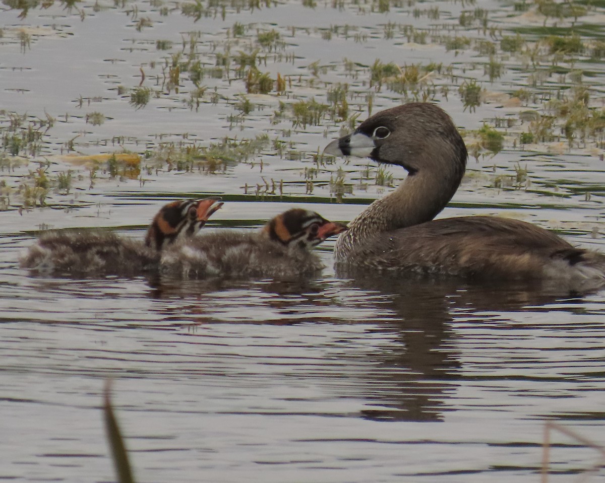 Pied-billed Grebe - ML620761809