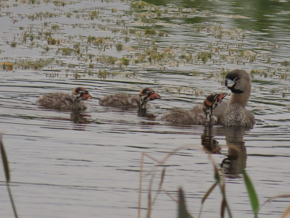 Pied-billed Grebe - ML620761810