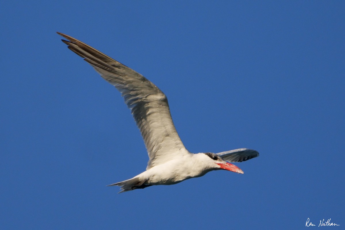 Caspian Tern - ML620761841