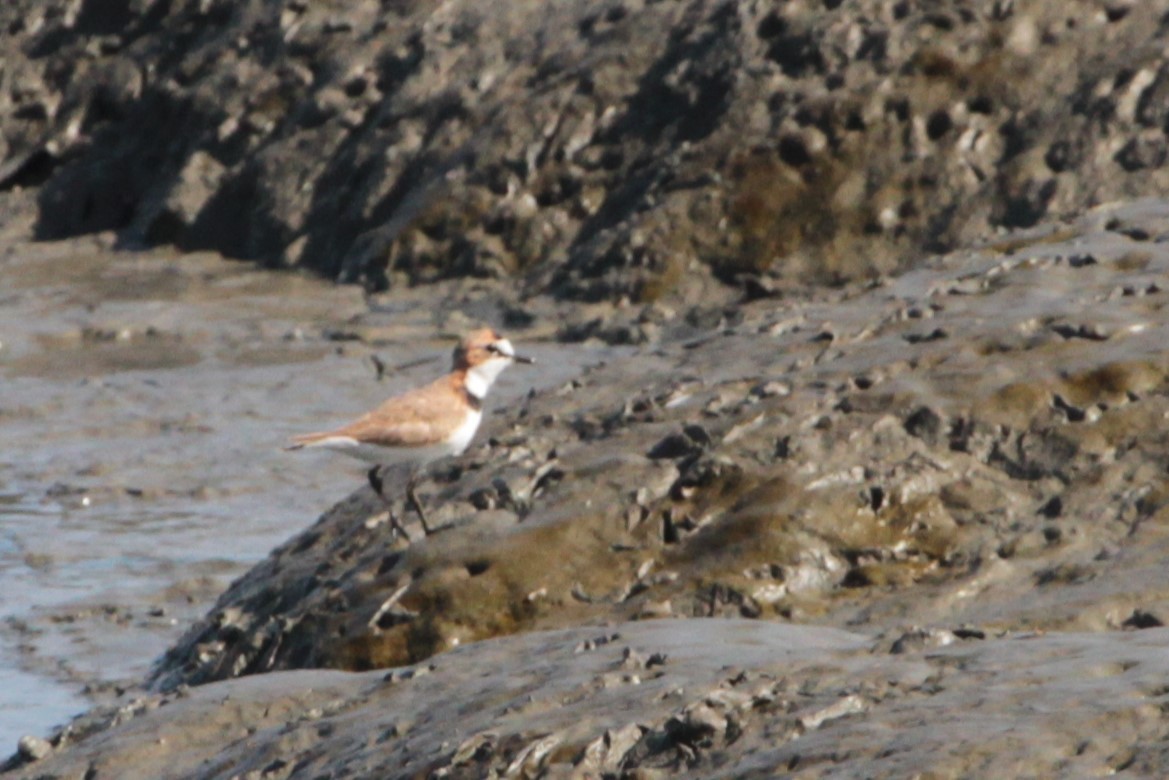 Collared Plover - ML620761857