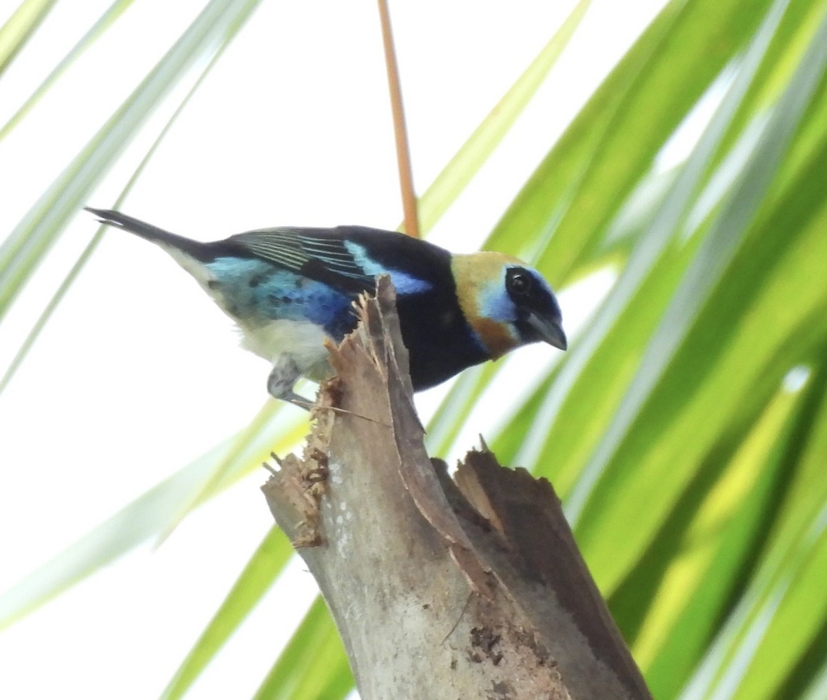 Golden-hooded Tanager - ML620761863