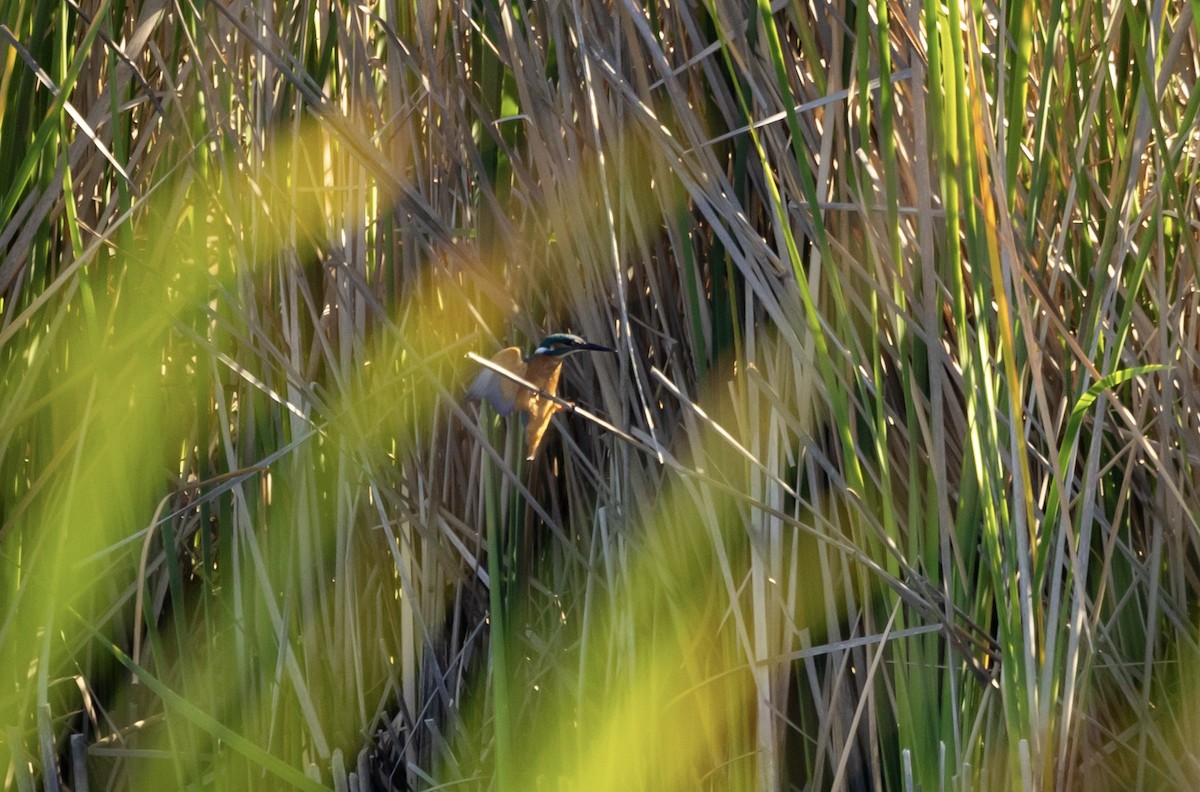 Common Kingfisher - ML620761868