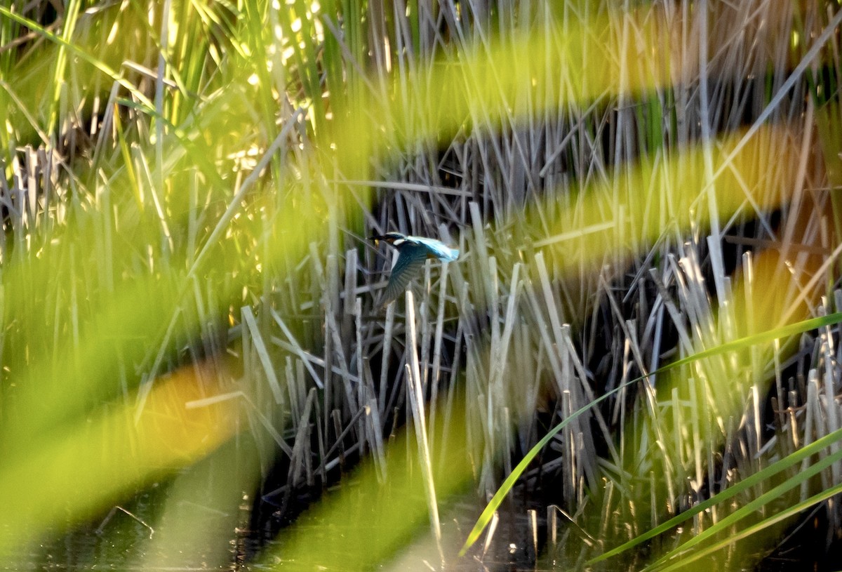 Common Kingfisher - ML620761869