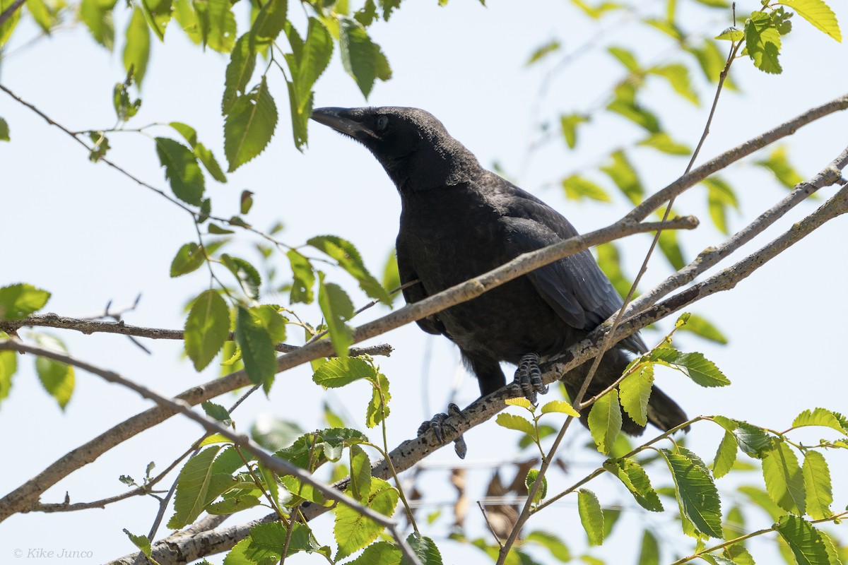 Carrion Crow - ML620761880