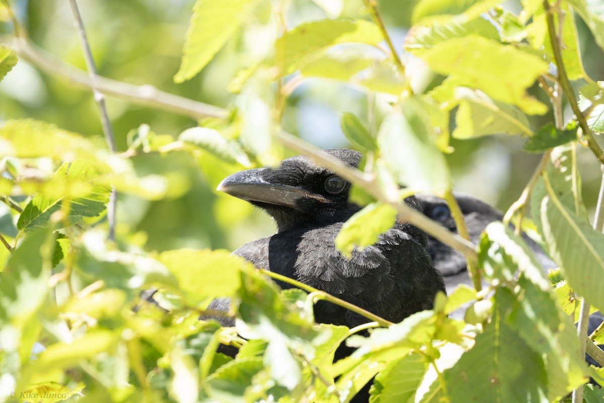 Carrion Crow - ML620761883