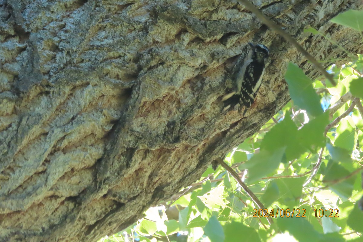 Downy Woodpecker - ML620761884