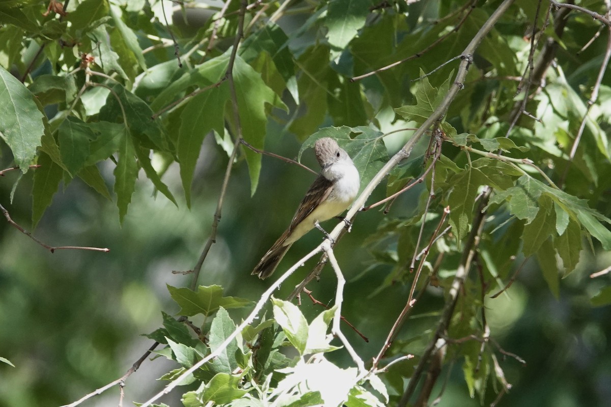 Dusky-capped Flycatcher - ML620761885