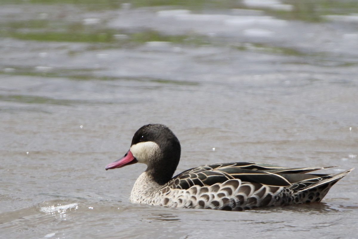 Red-billed Duck - Anna Siegel