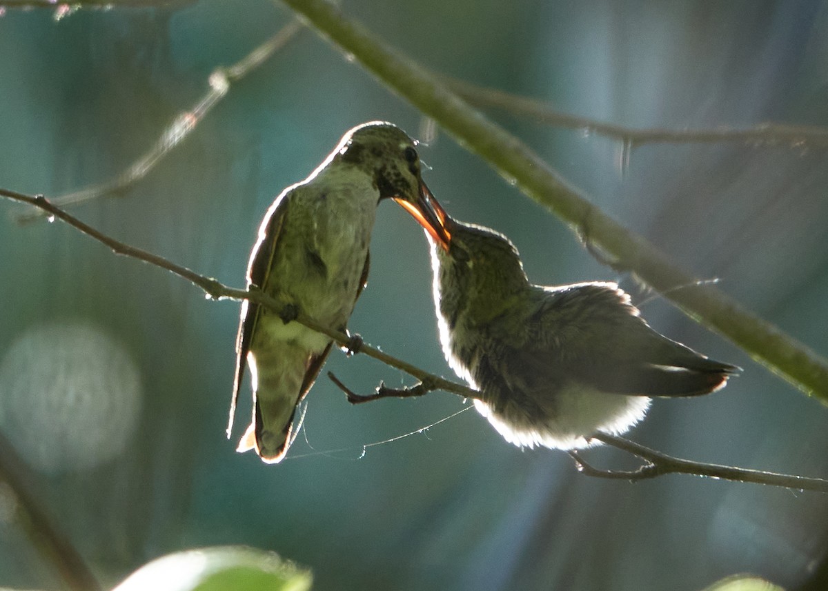 Colibrí de Anna - ML620761891