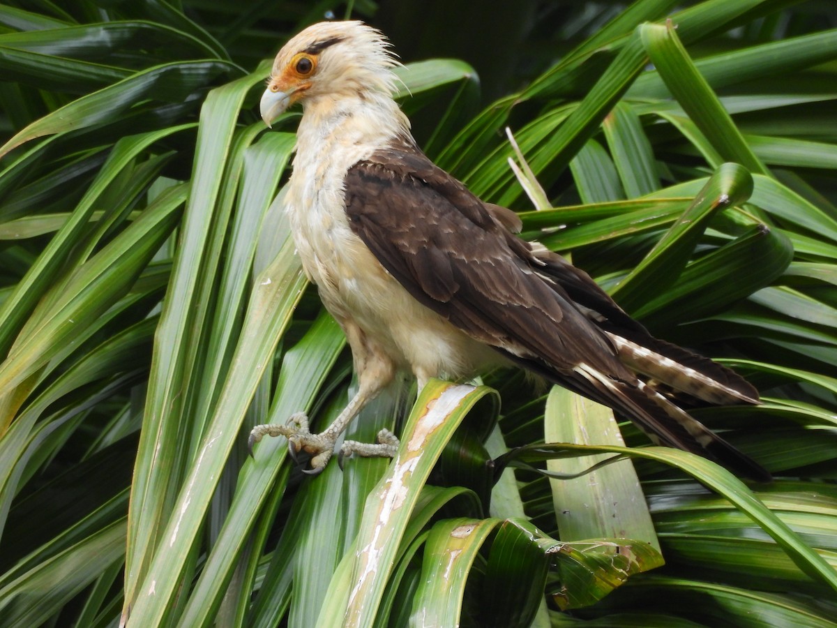 Yellow-headed Caracara - Mary-Lane Baker