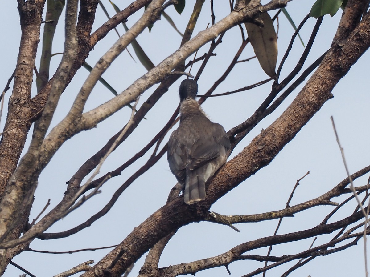 Noisy Friarbird - ML620761902