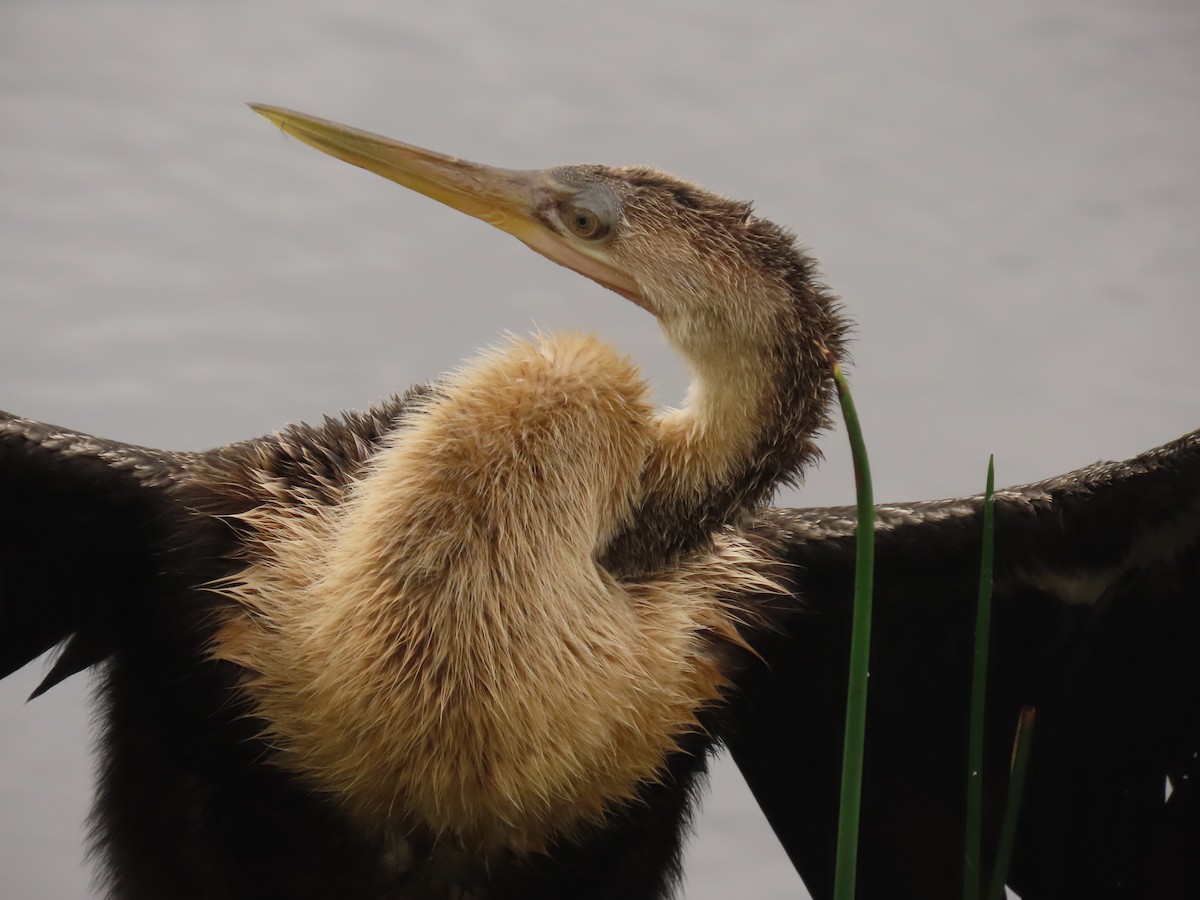 Amerika-Schlangenhalsvogel - ML620761905