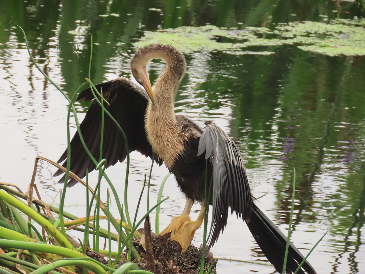 Anhinga Americana - ML620761907