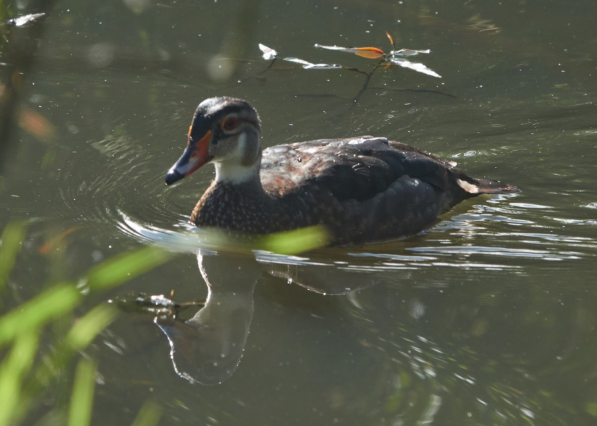 Wood Duck - ML620761910