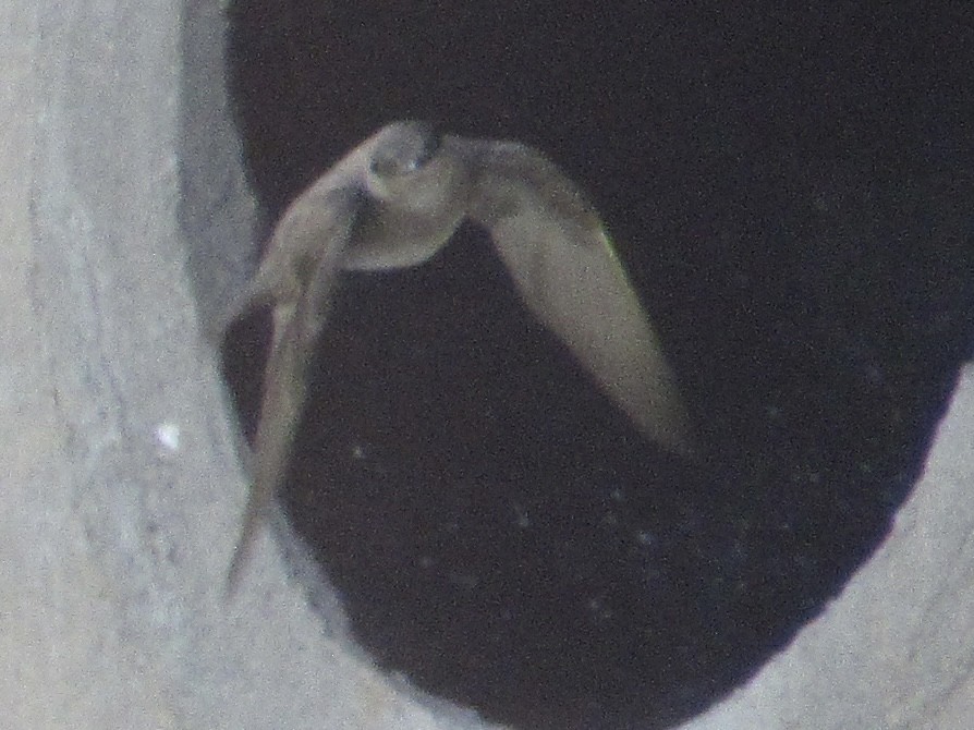 Northern Rough-winged Swallow - ML620761911