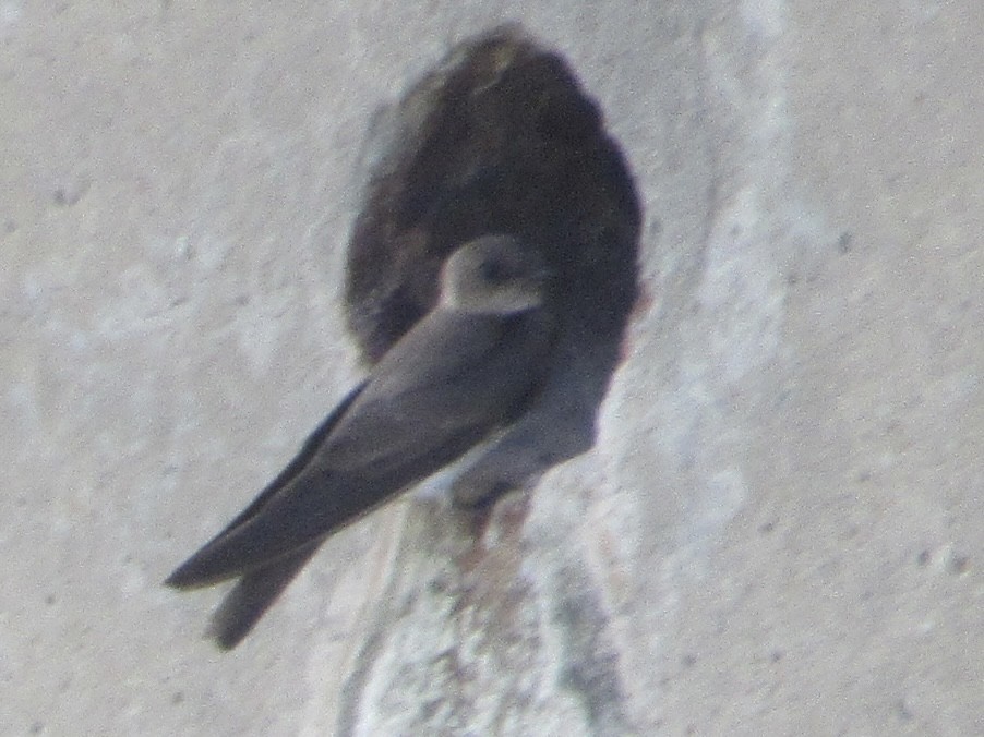 Northern Rough-winged Swallow - ML620761913