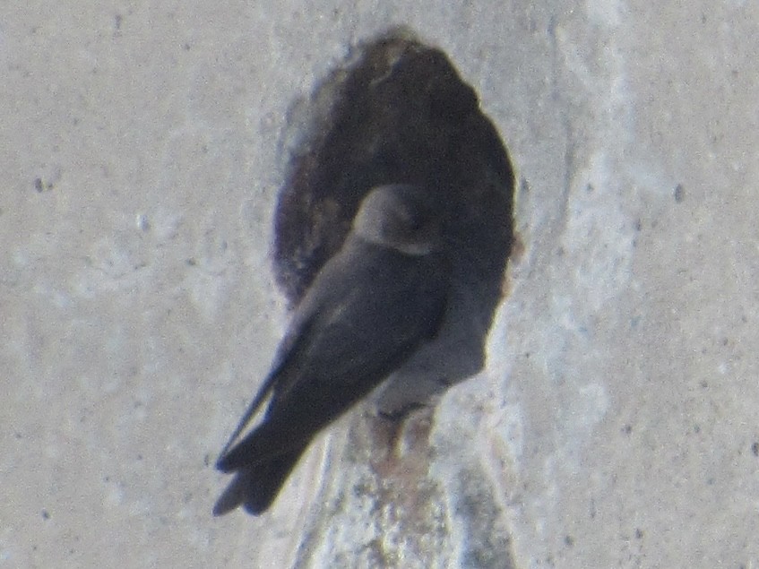 Northern Rough-winged Swallow - ML620761914