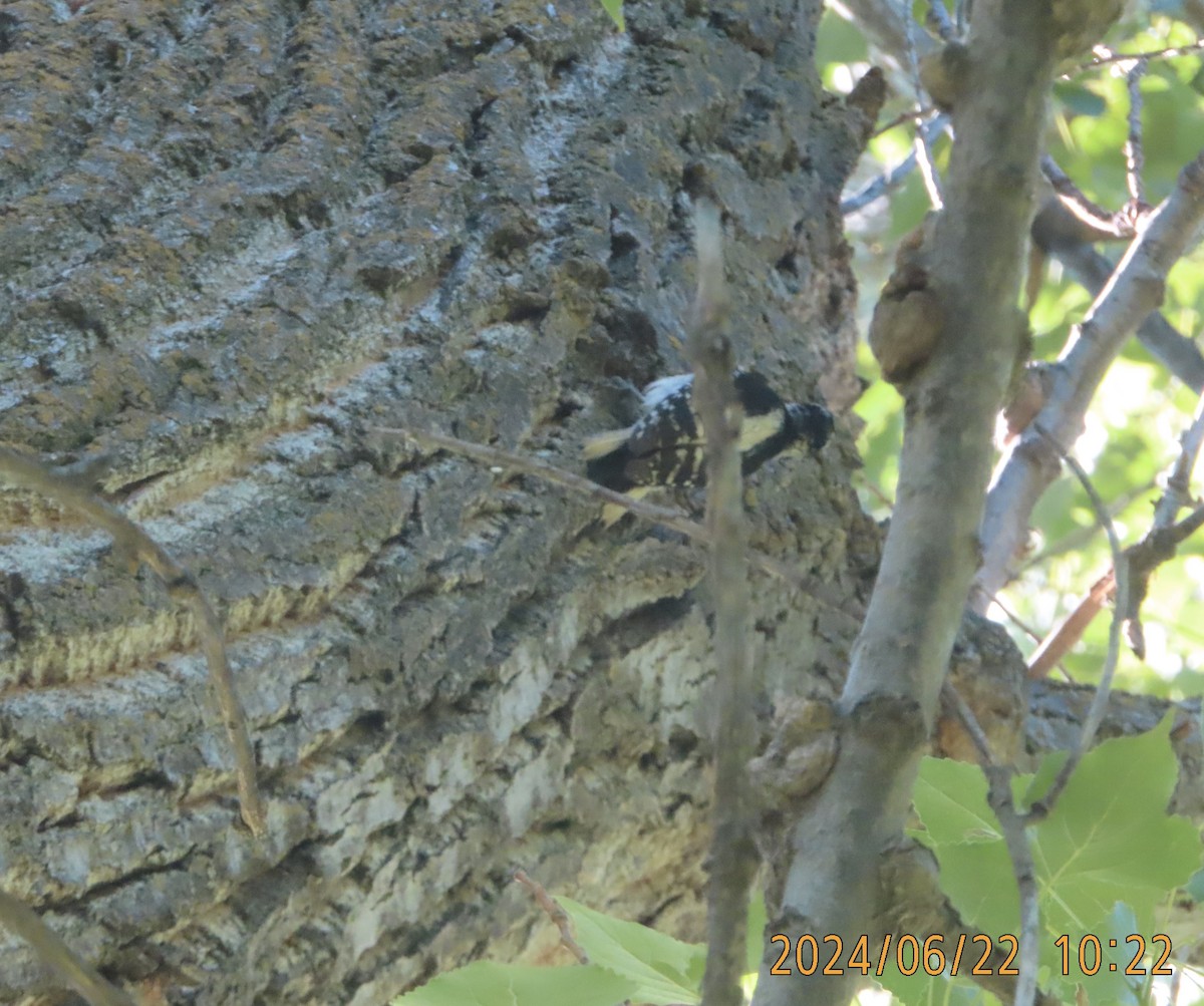 Downy Woodpecker - ML620761915