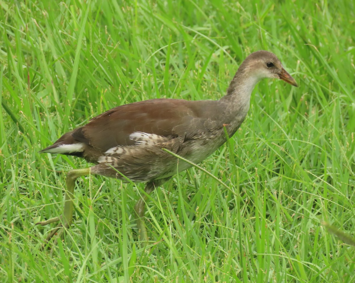 Common Gallinule - ML620761921