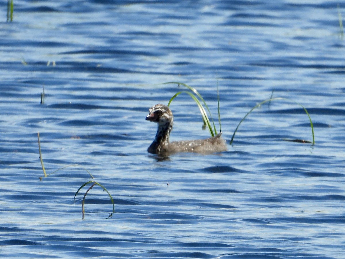 Pied-billed Grebe - ML620761924