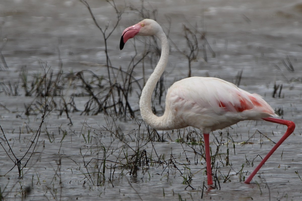 Greater Flamingo - ML620761927