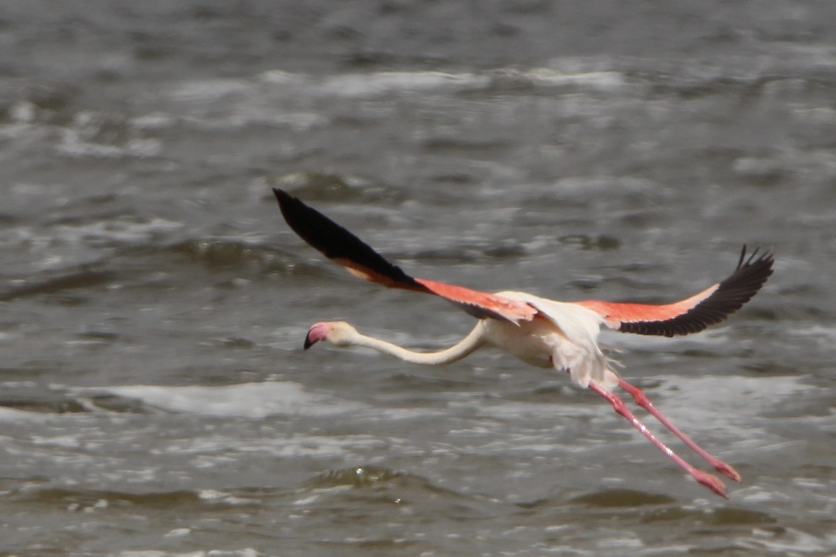 Greater Flamingo - ML620761928