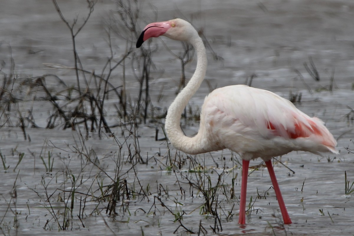 Greater Flamingo - ML620761929