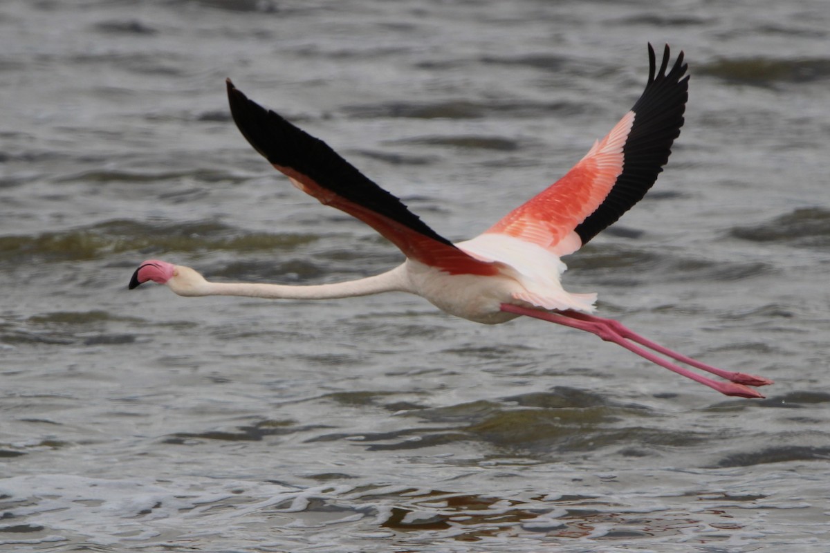 Greater Flamingo - ML620761930