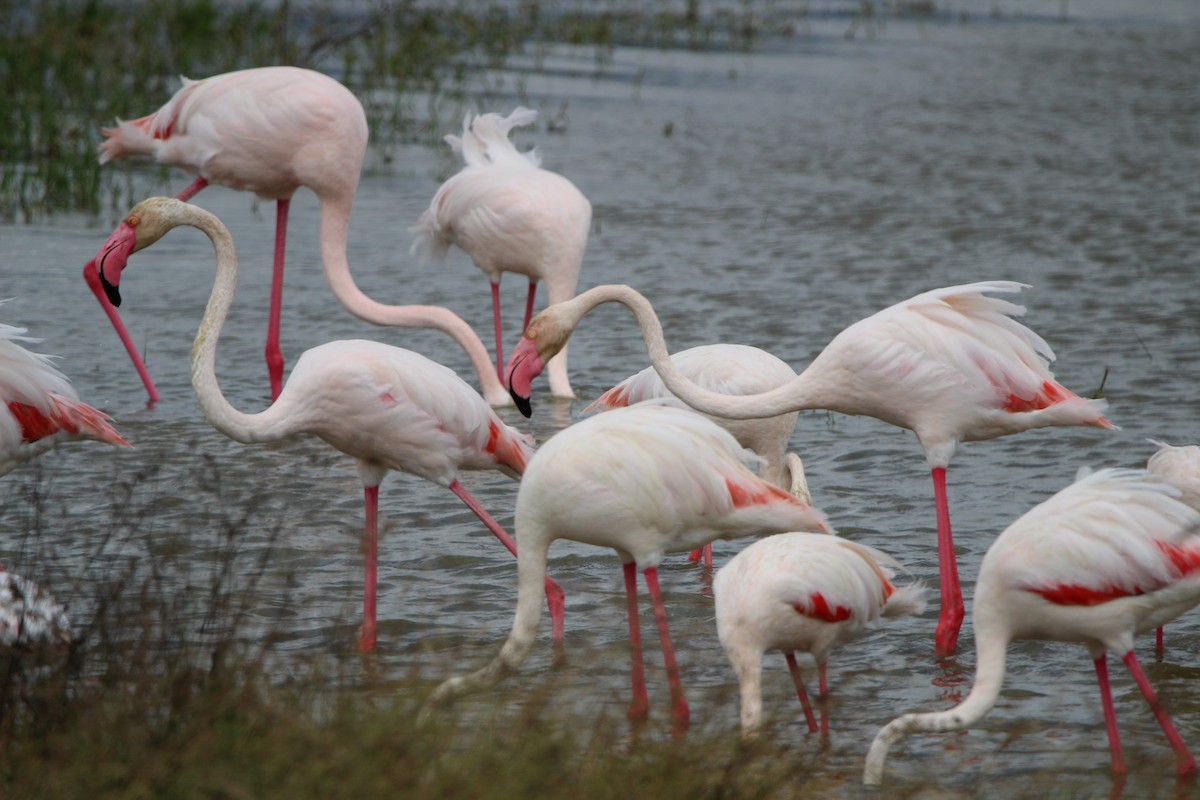 Greater Flamingo - ML620761931