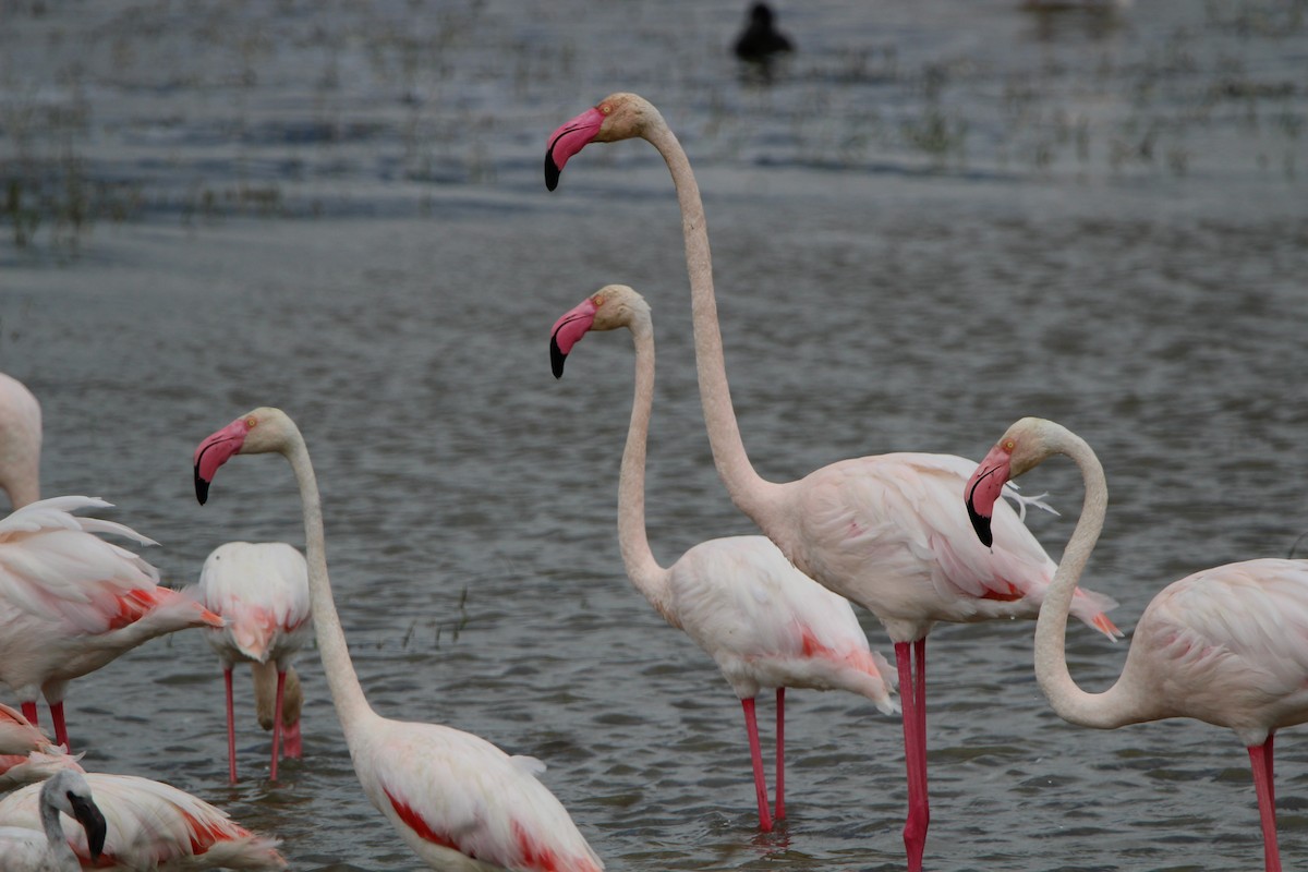 Greater Flamingo - ML620761932