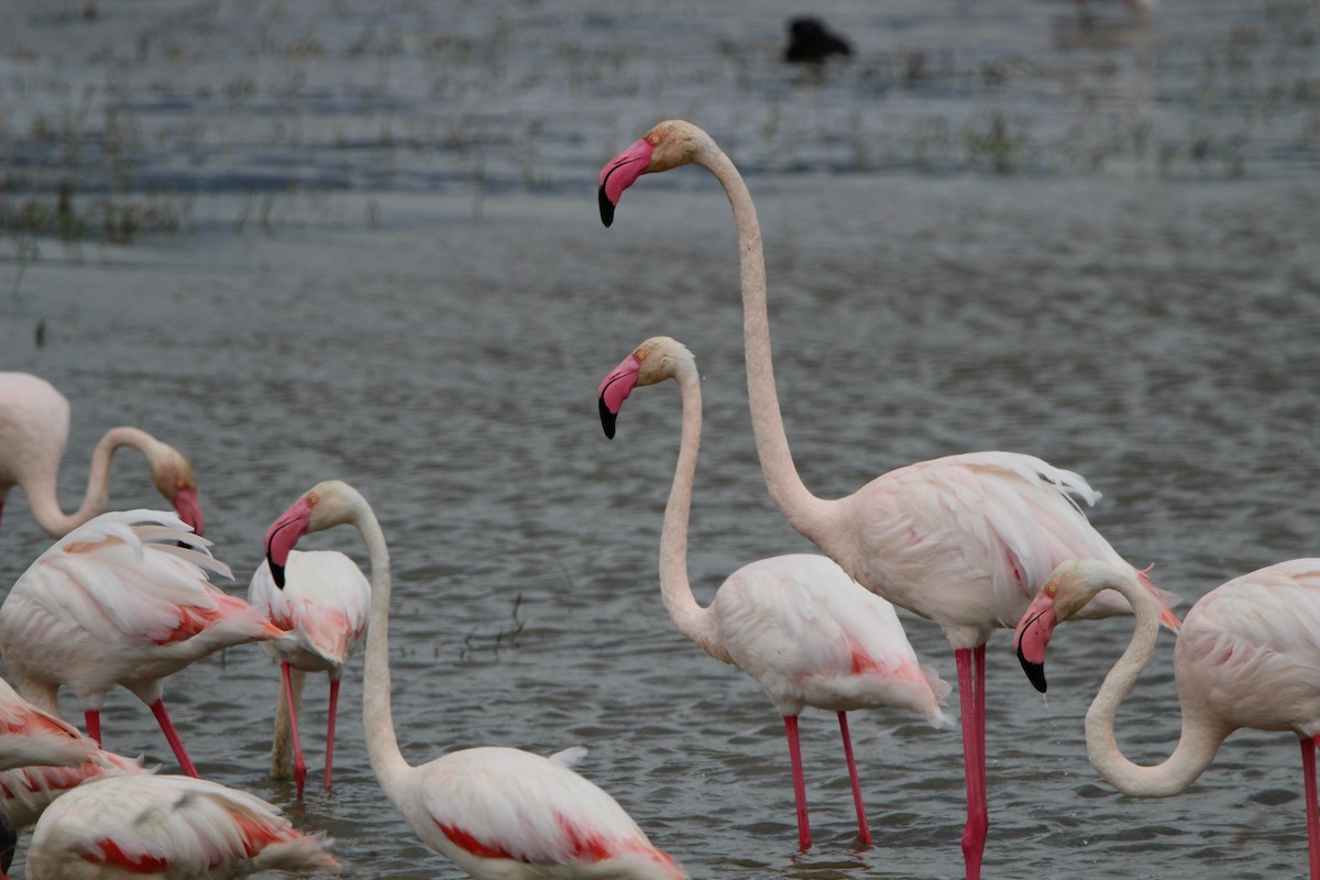 Greater Flamingo - ML620761933