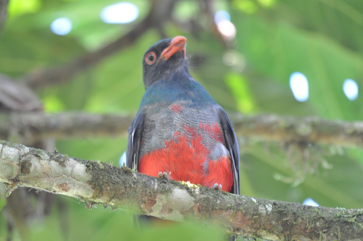 Slaty-tailed Trogon - ML620761940