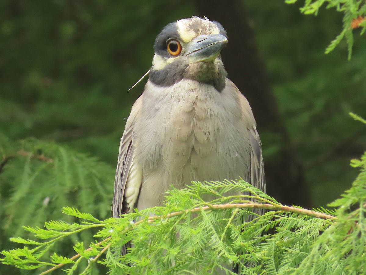 Yellow-crowned Night Heron - ML620761941