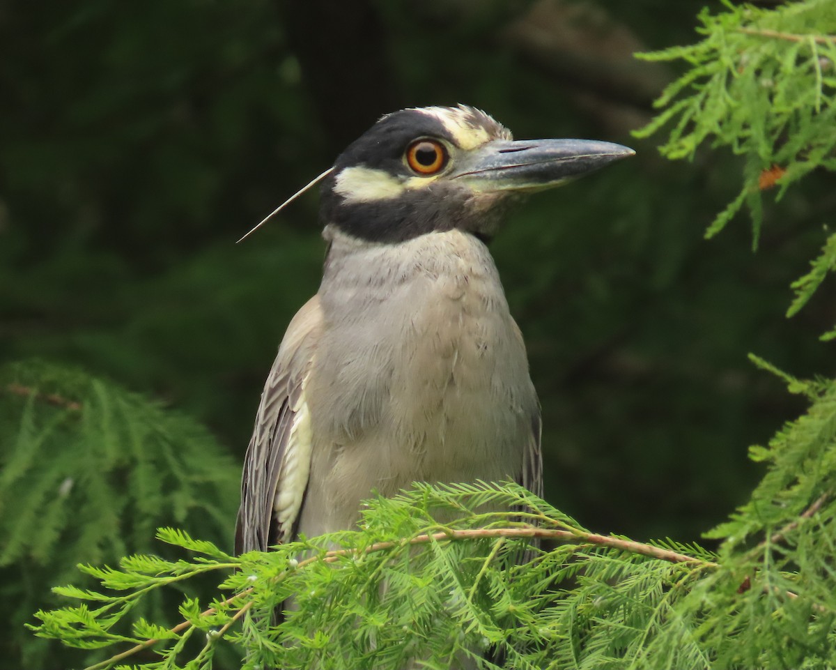 Yellow-crowned Night Heron - ML620761943